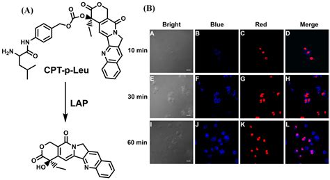 Recent Progress of Activity-Based Fluorescent Probes for Imaging ...