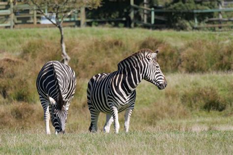 Image result for Using a Lumix G9 Camera