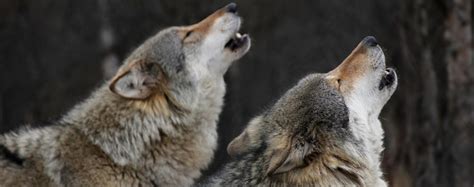Image result for Wolves Howl