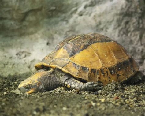 Image result for Japanese Box Turtle