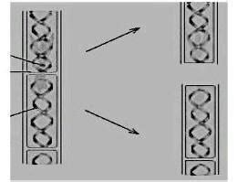 Identify the Organism given in the diagram below & name the process of ...