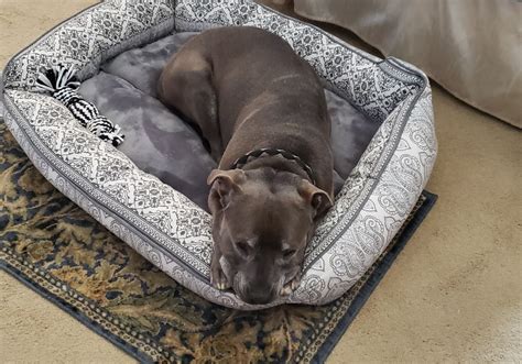 Paws 4 A Cure is an all-volunteer 501(c)(3) nonprofit organization that ...