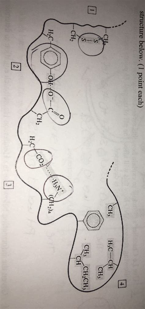 polypeptide structure Diagram | Quizlet