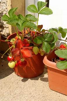 Strawberry Container Garden by Container Gardening Strawberries Care Of Strawberry Strawberry Container Garden