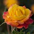 Image result for Rainbow Sunblaze Rose