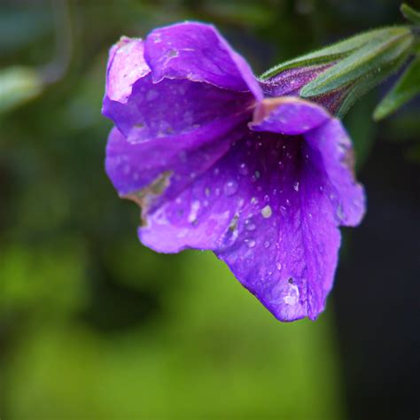 Download wallpaper 2780x2780 petunia, flower, drops, macro, purple ipad ...