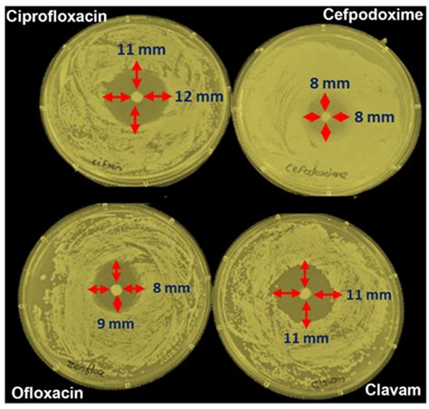 Image result for Disk Diffusion Method Interpretation