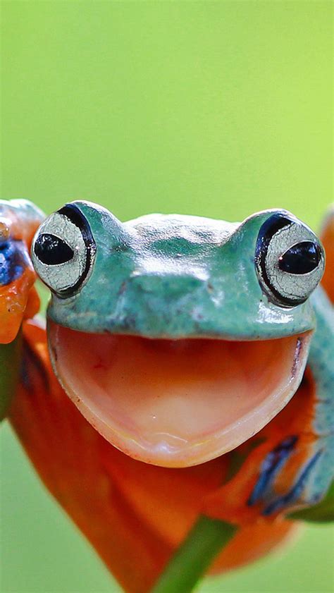 Bing Frog Wallpaper 的图像结果