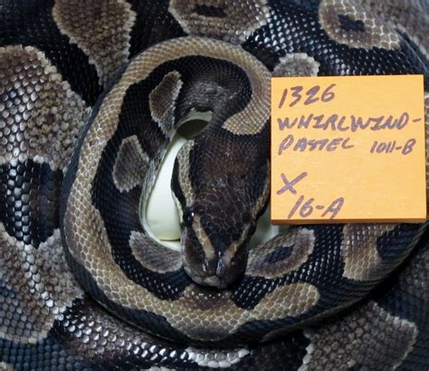 Image result for Ball Python Eggs Dimpling