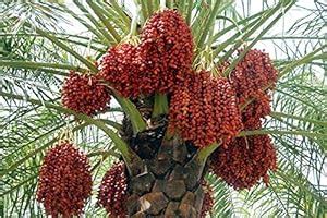 Modern Plants Live Date/Khajoor/Khajur Fruit Plant - 1 Live Healthy ...