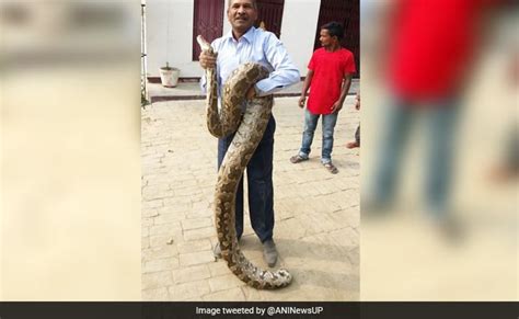 Image result for 12 Foot Python