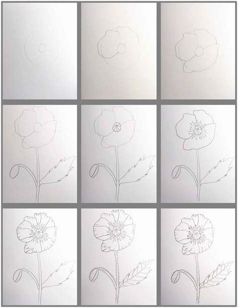 How to Draw Poppy Easy Step by Step