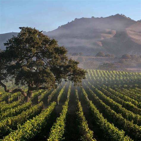 Best Santa Barbara Wineries to Visit