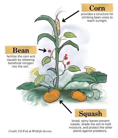 Le jardin du patrimoine de l'Alabama utilisera les «trois sœurs» pour ...