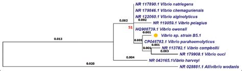 Investigation of the inhibitory ability of Melaleuca spp. leaf extract ...