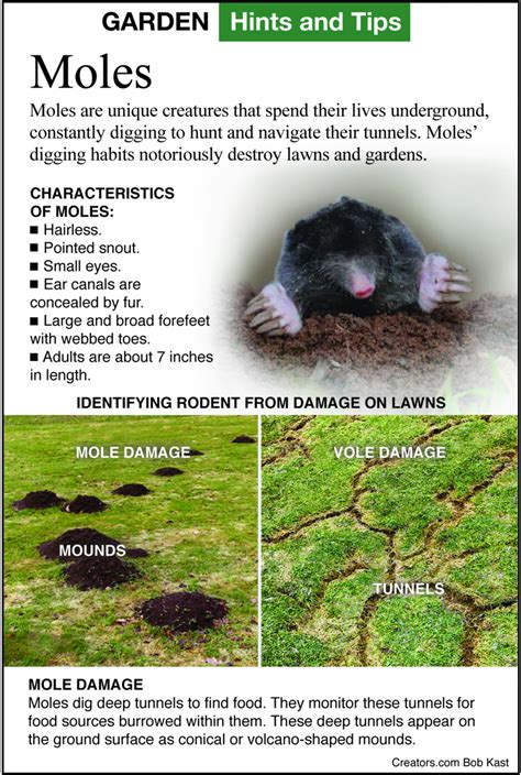 How to control moles in your yard – Indianapolis Business Journal