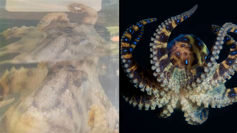 Image result for Blue-Ringed Octopus Predators
