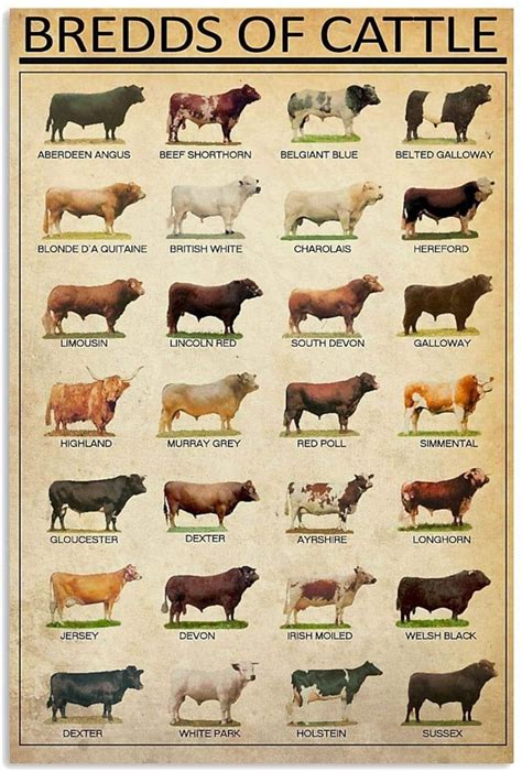 Beef Cattle Breed