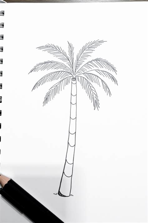 Image result for Simple Palm Tree Drawing