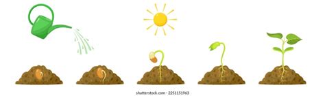 Seed Growing Cartoon 的图像结果