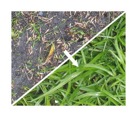 Buy Fast Growing Professional Grass Lawn Seed 28 Sqm (1kg) Hard Wearing ...