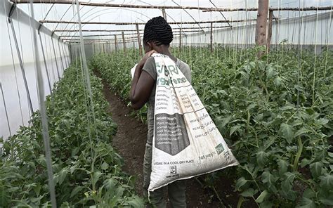 African Agriculture 的图像结果