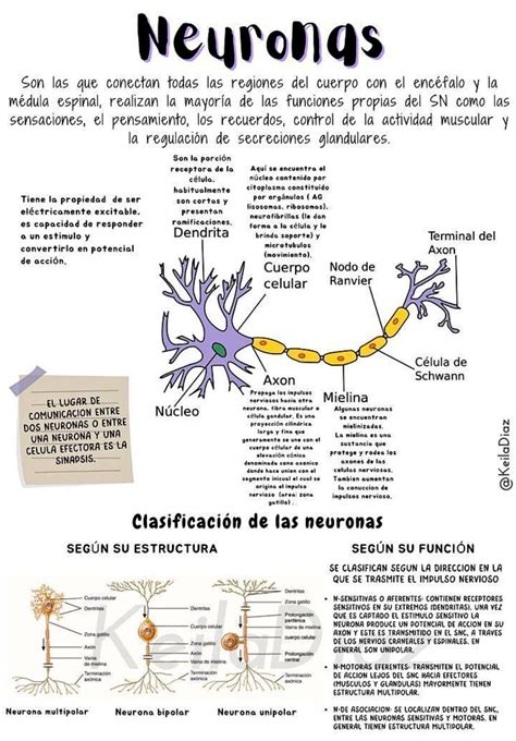 Pin de Itziar en EDUCACIÓN | Imagenes de psicologia, Apuntes de clase, Temas de psicologia