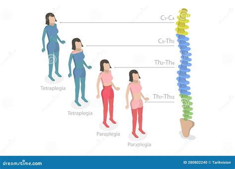 LEZ.67 - MIDOLLO SPINALE E ARCO RIFLESSO - Coggle Diagram