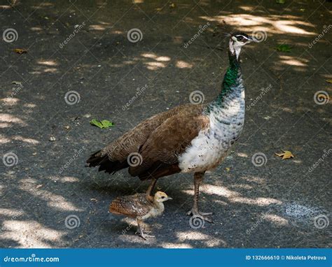 Peacock Small Feathers Beautiful View,tail Art's On Black Background ...
