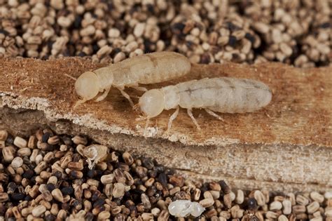 Termite Awareness: What you need to know to protect your home! | Our ...