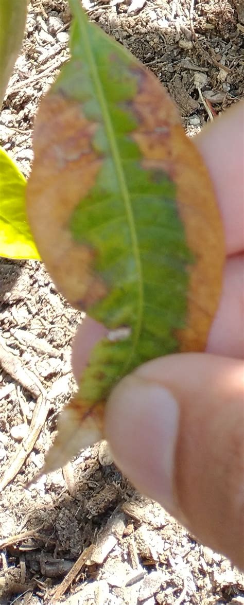 Image result for Mango Leaf Problems