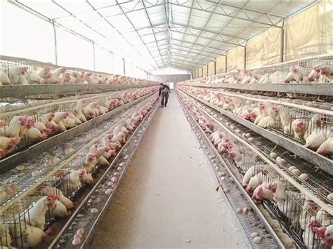 广西已创建8家全国示范场 养殖实施标准化 畜禽发展高质量-国际在线