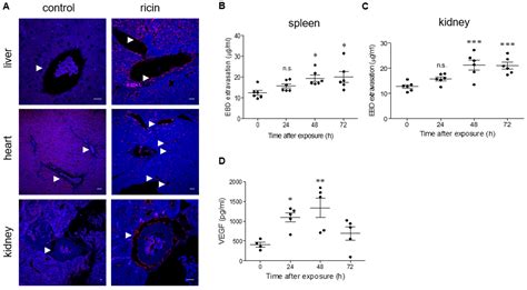 Intramuscular Exposure to a Lethal Dose of Ricin Toxin Leads to ...