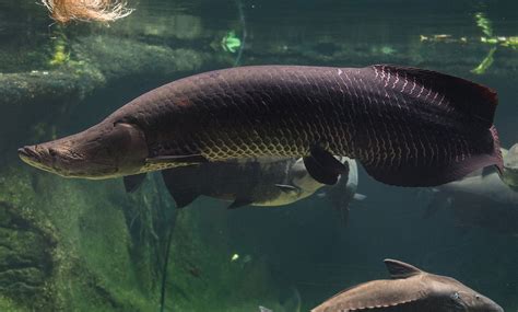 Arapaima 30 - 32 inches | FRESHWATERAQUATICA