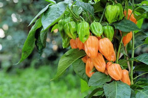 50 *Seeds Hot ORANGE HABANERO PEPPER Capsicum Chinense Vegetable Seeds ...
