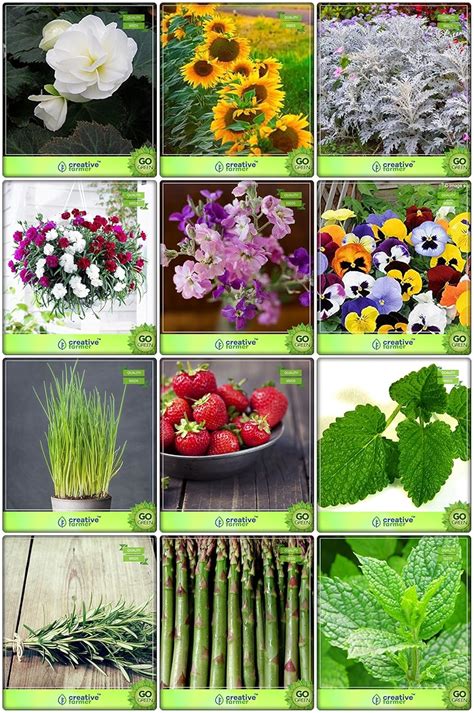 Creative Farmer Natural Air Cleansing Plants Seeds Combo Herb Seeds and ...