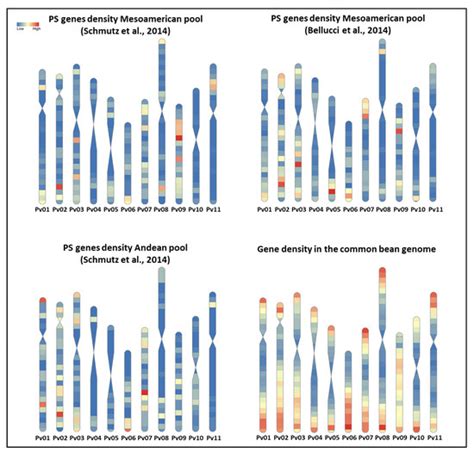 Current State and Perspectives in Population Genomics of the Common Bean