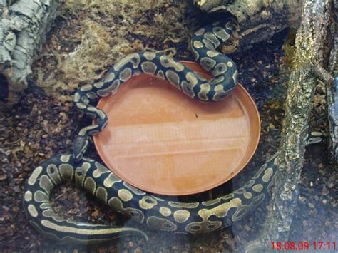 Verkaufe Königspython Paar oder einzeln in Eichendorf | Tiere ...