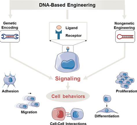 Reprogramming DNA 的图像结果
