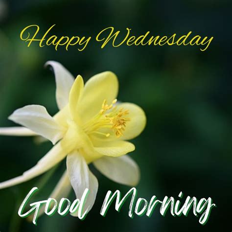 50 + Good Morning Happy Wednesday Wishes with HD Images