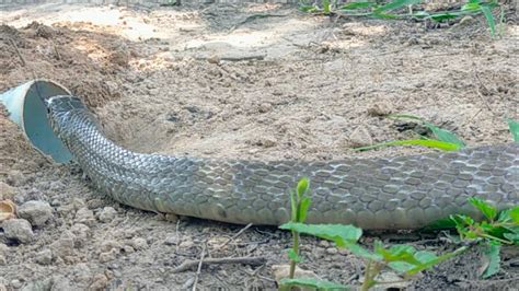 How to Make a Snake Trap Easy 的图像结果