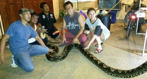 Image result for World Biggest Python