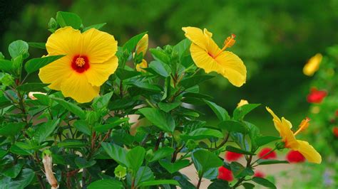 Top 10 Questions About Hibiscus Plants | Gardening Know How