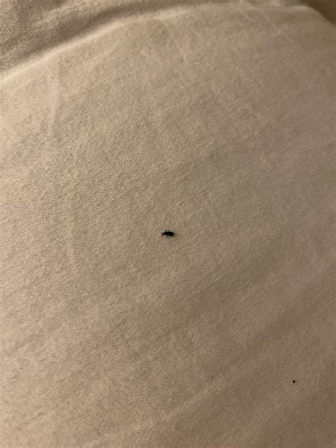 Very small black bug on my floor mattress (Berkeley, CA) : r ...