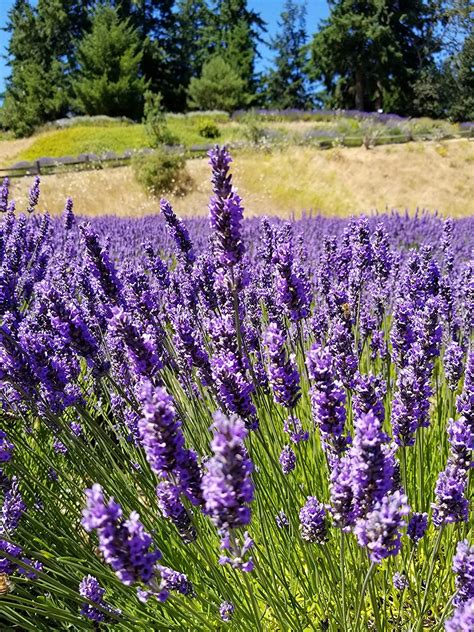 French Lavender Plant How To Grow And Care For French Lavender