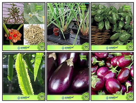 Creative Farmer Fruit Seeds Combo Vegetable Seeds & Herb Seeds ...