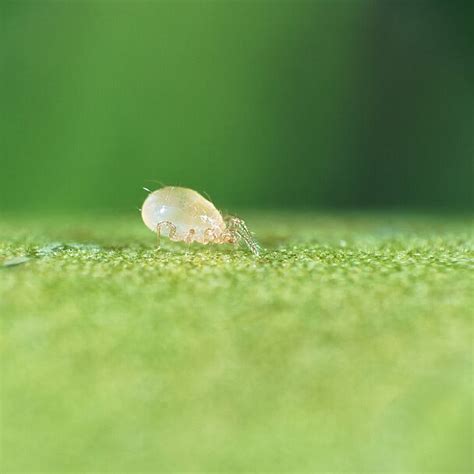 Swirski-Mite Plus | Control Thrips and Whitefly | Predatory Mites ...