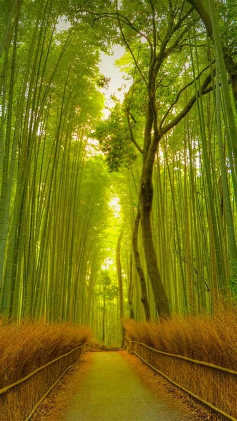 Bing Wallpaper Garden 的图像结果