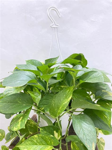 hanging-golden-pothos – Dream Green