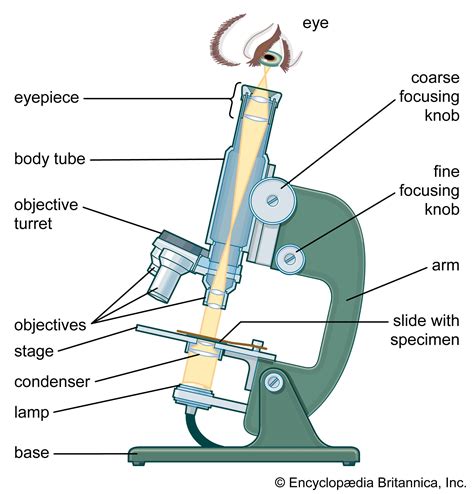 Image result for Compound Microscope Reviews